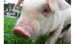 豚の飼養管理【移住支援金対象】