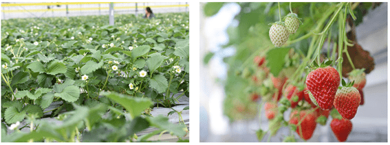 【新卒採用 及び 既卒3年以内】2024卒対象　農産物の生産、加工及び販売